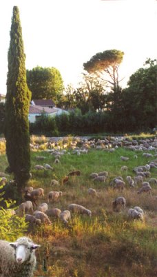 sheep on their way to higher pastures, behind the development. It was the sound of copper bells that alerted us to their presence.